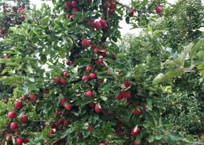apple tree