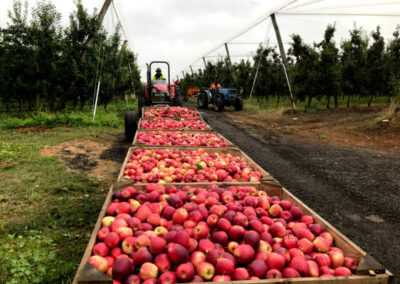 apple harvesting