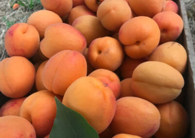 apricots