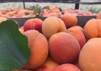 Yarra Valley Orchard